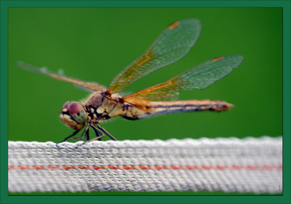 Broken Wings after Fight.