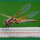 Broken Wings after Fight.