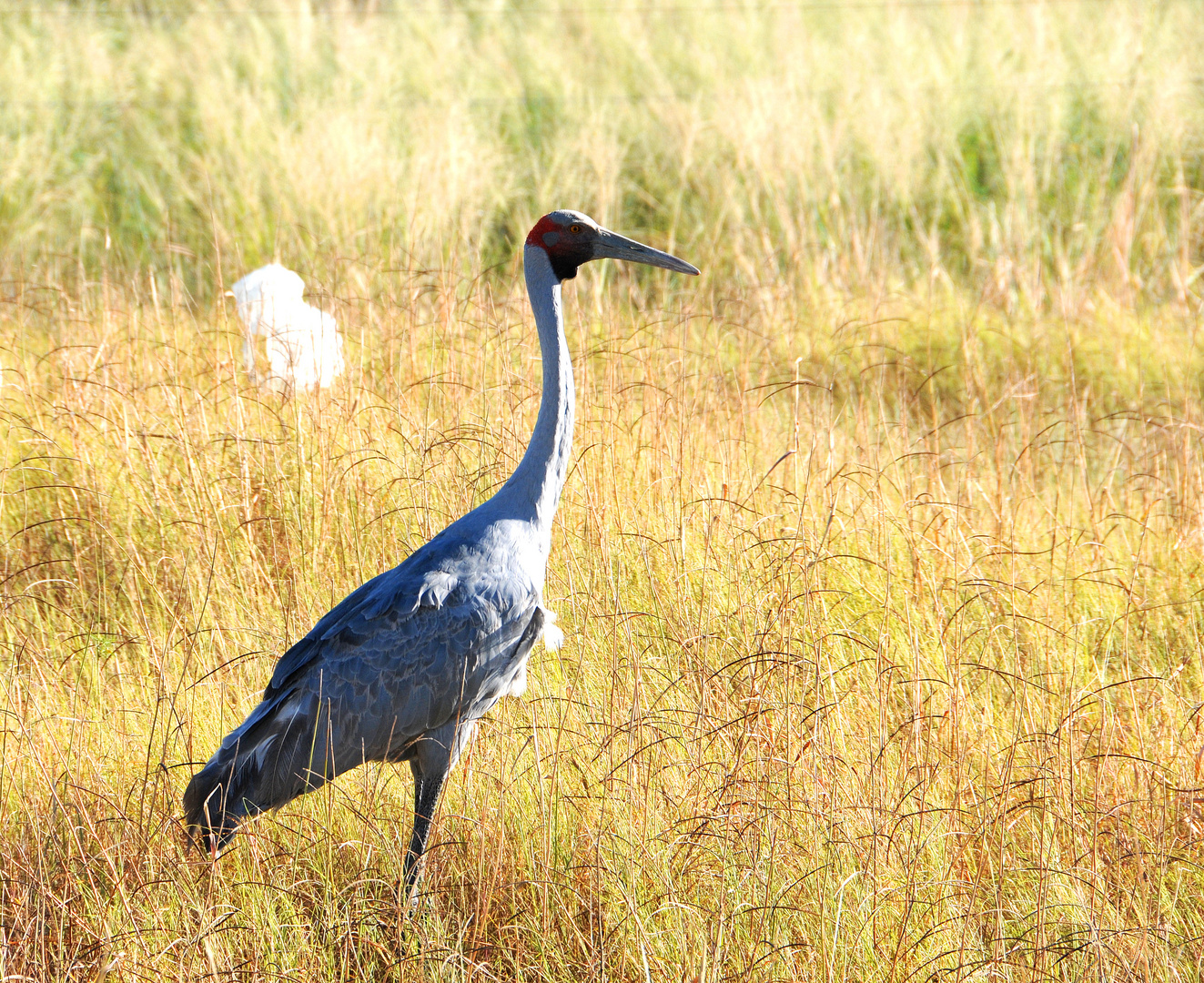 Brolga