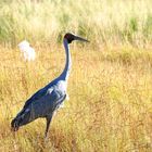 Brolga