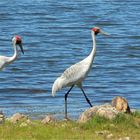 *** Brolgas at Lake Corella ***