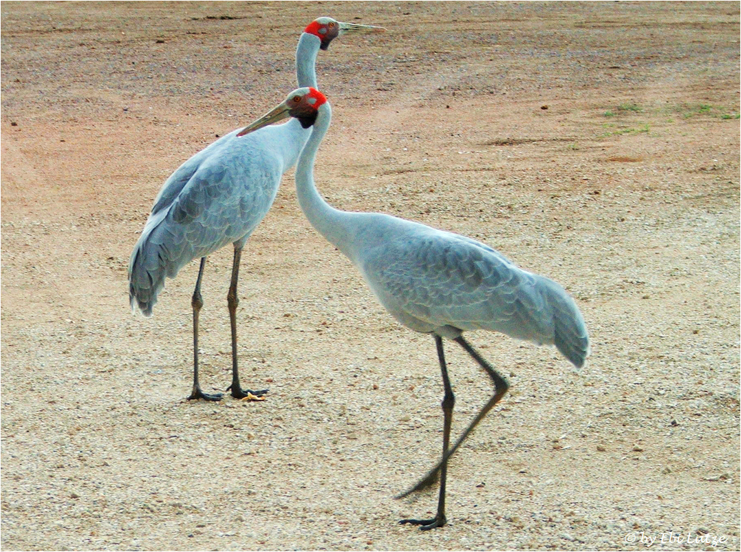 *** Brolgas on  Kynuna's Camp Site ***