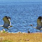 *** Brolga's Take off ***