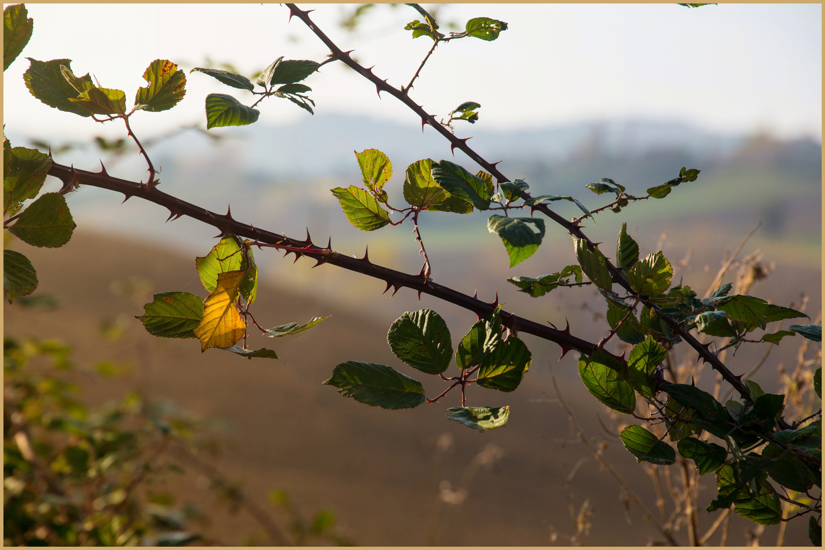 Brombeer-Blaetter