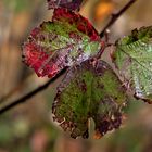 Brombeer Blätter