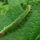 Brombeer Blattspanner...Mesoleuca albicillata