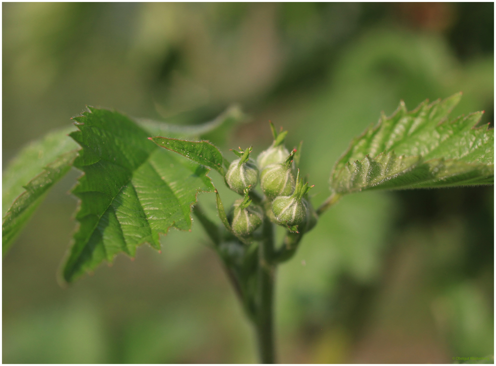 Brombeer Blüte (0242)