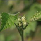 Brombeer Blüte (0242)