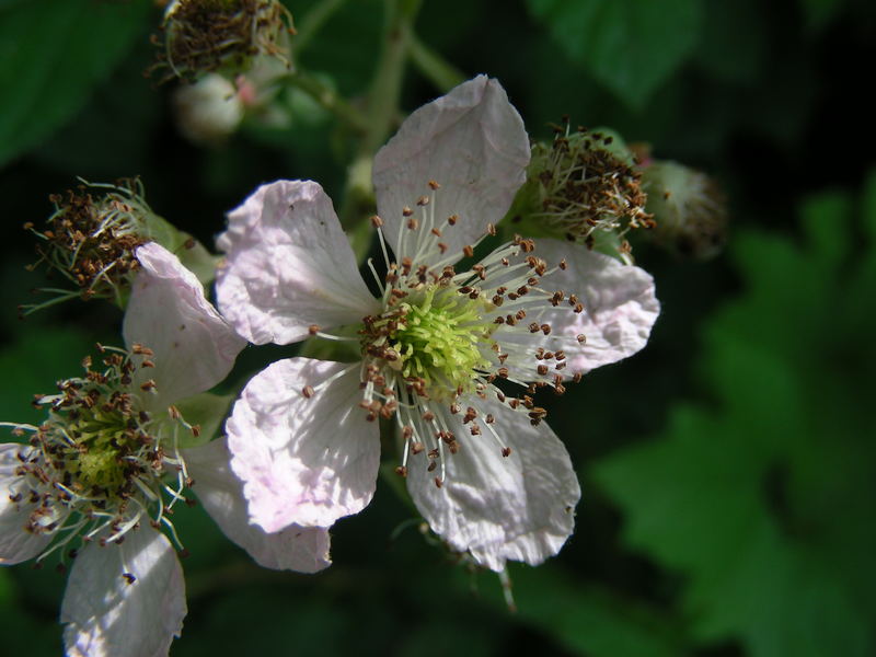 Brombeer-Blüte