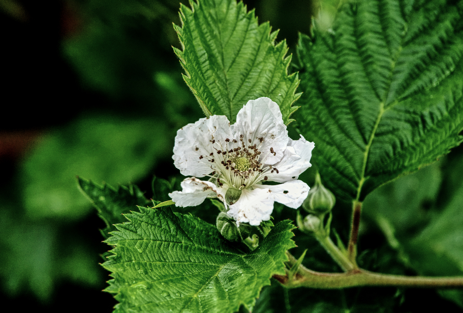 Brombeer Blüte