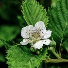 Brombeer Blüte