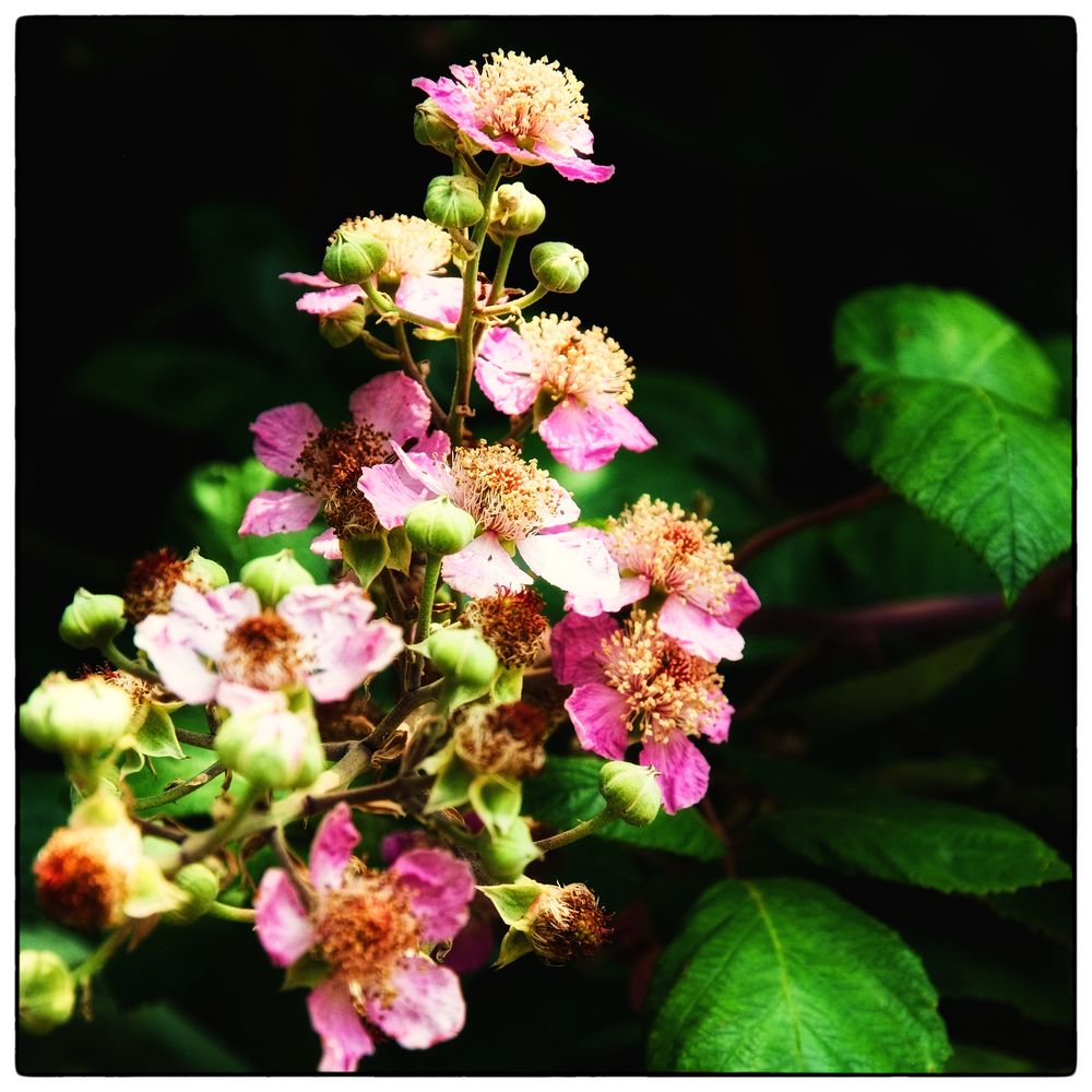 BrombeerBlüte “ Foto & Bild pflanzen, pilze & flechten, projekte