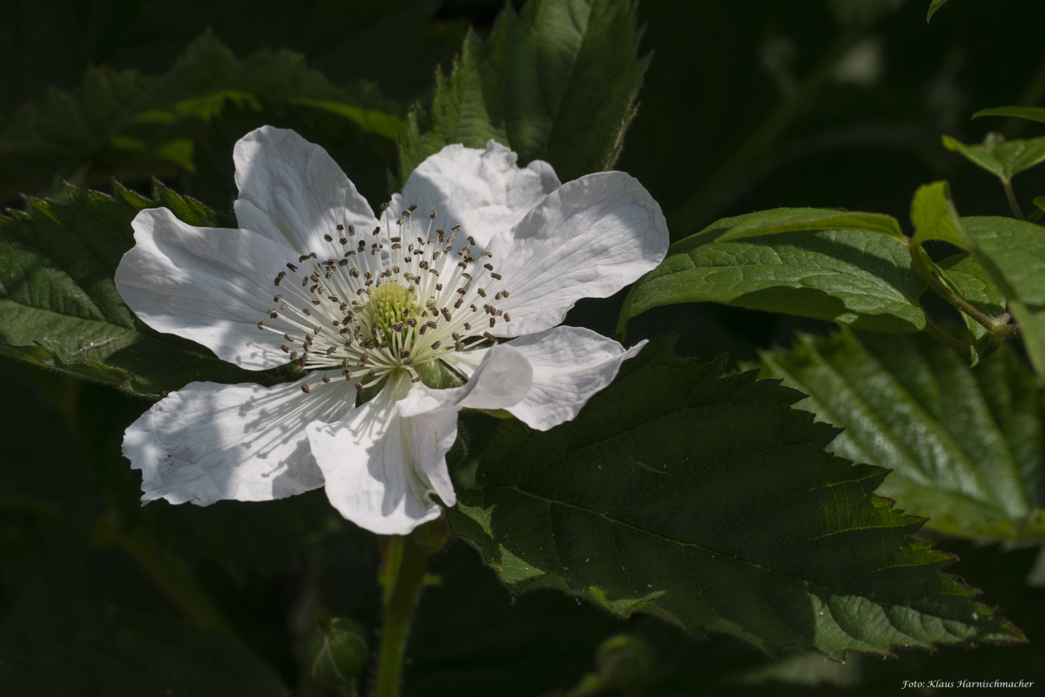 Brombeer-Blüte