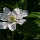 Brombeer-Blüte