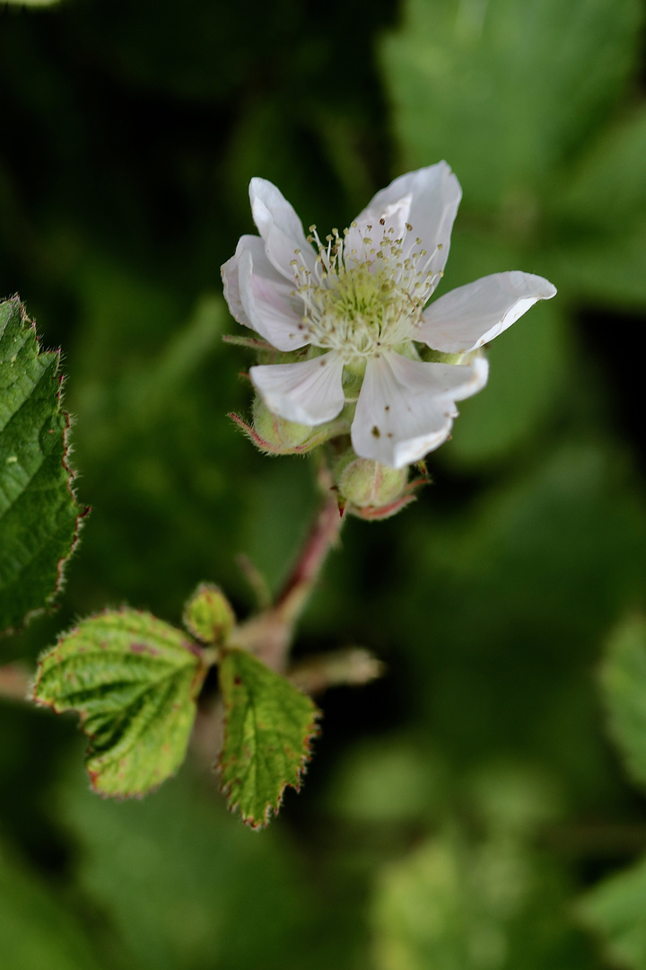 Brombeer-Blüte