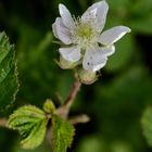 Brombeer-Blüte