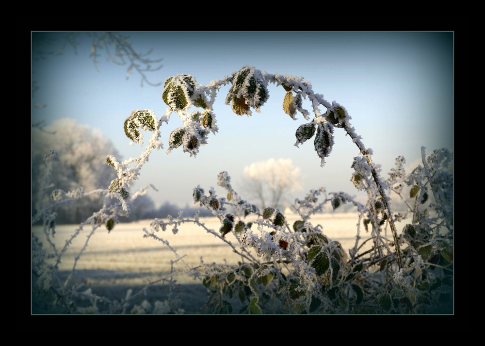 Brombeer-Eis