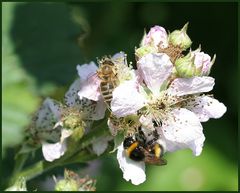 Brombeer-Party