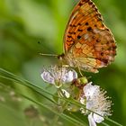 Brombeer-Perlmutterfalter