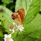 Brombeer-Perlmutterfalter