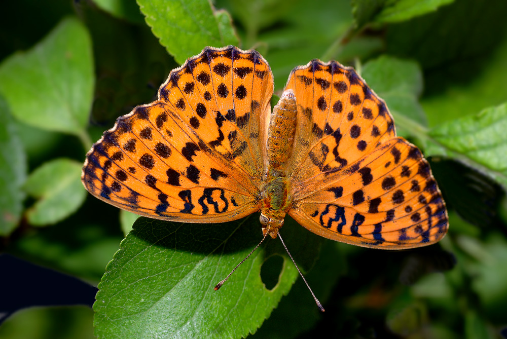Brombeer-Perlmutterfalter Foto &amp; Bild | tiere, wildlife, schmetterlinge ...