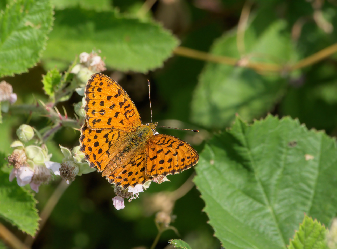 Brombeer-Perlmutterfalter (Brenthis daphne) Foto &amp; Bild | tiere ...
