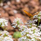 Brombeer - Perlmutterfalter (Brenthis daphne)