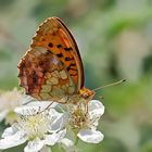 Brombeer Perlmutterfalter