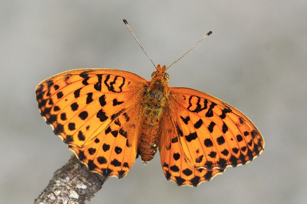 Brombeer - Perlmuttfalter 2.... Foto &amp; Bild | tiere, wildlife ...