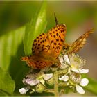 Brombeer Perlmuttfalter