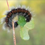 Brombeer -Spinner Raupe