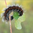 Brombeer -Spinner Raupe