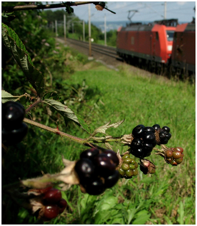 Brombeer-Zeit