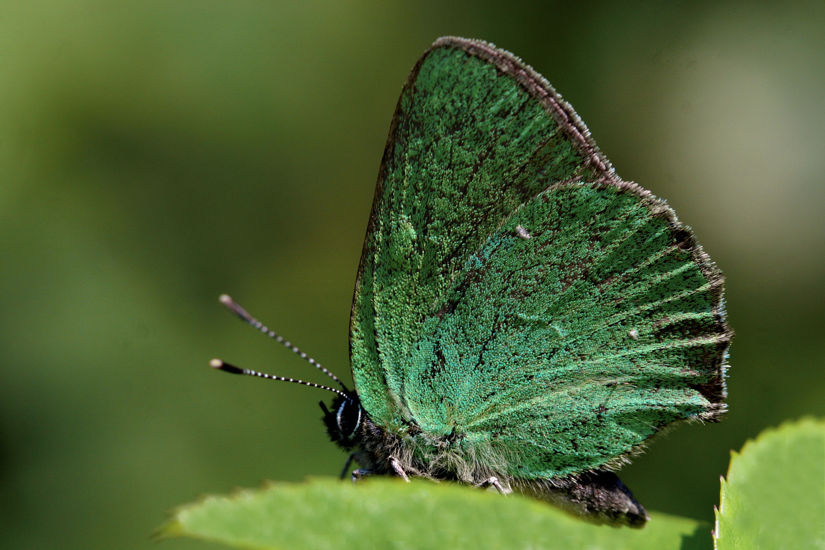 Brombeer-Zipfelfalter (Callophrys rubi)