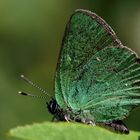 Brombeer-Zipfelfalter (Callophrys rubi)