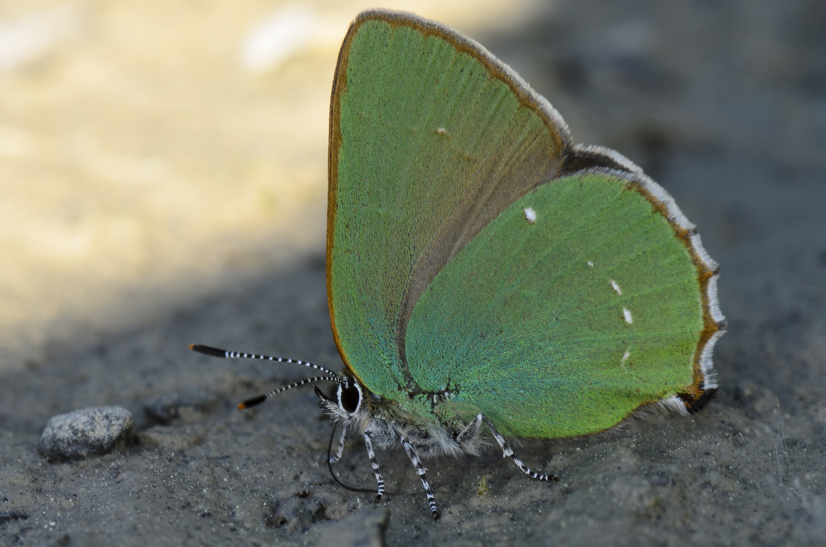 Brombeer-Zipfelfalter (Callophrys rubi)