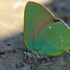 Brombeer-Zipfelfalter (Callophrys rubi)