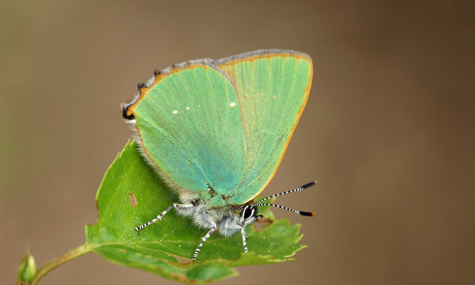 Brombeer-Zipfelfalter (Callophrys rubi)