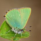 Brombeer-Zipfelfalter (Callophrys rubi)