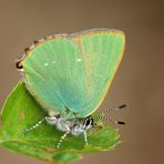 Brombeer-Zipfelfalter (Callophrys rubi)