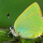 Brombeer-Zipfelfalter (Callophrys rubi)