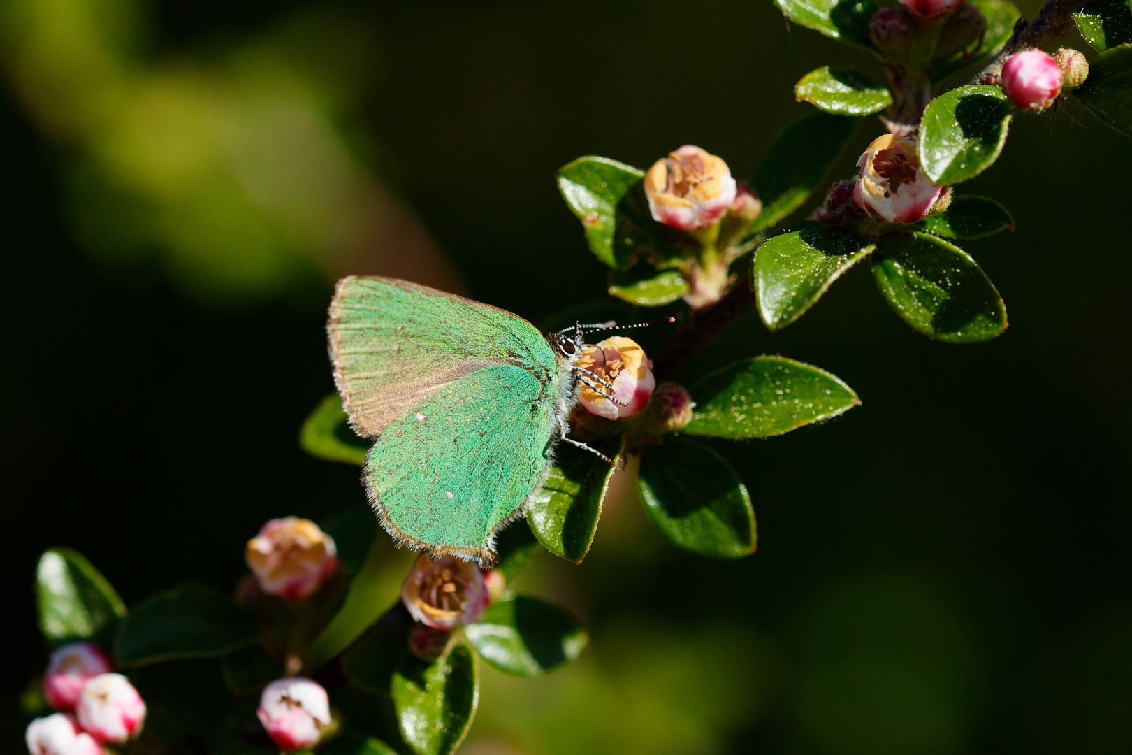 Brombeer-Zipfelfalter (Callophrys rubi)