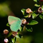 Brombeer-Zipfelfalter (Callophrys rubi)