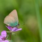 Brombeer-Zipfelfalter