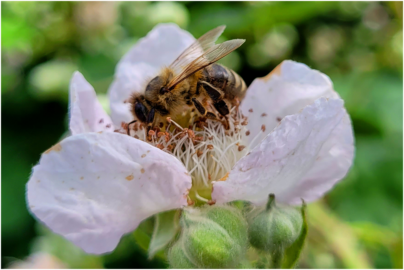 Brombeerbienchen (3)