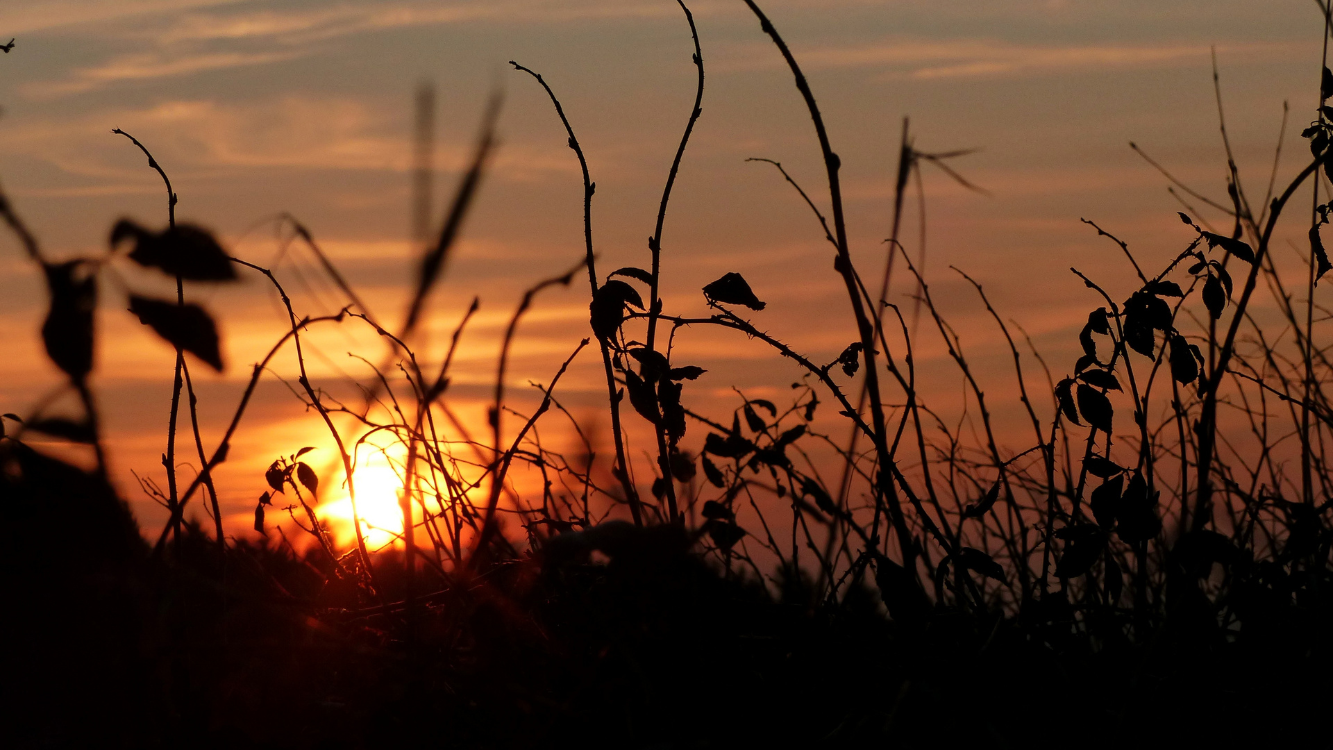 °°°° Brombeerblätter im Abendlicht °°°°