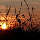 °°°° Brombeerblätter im Abendlicht °°°°