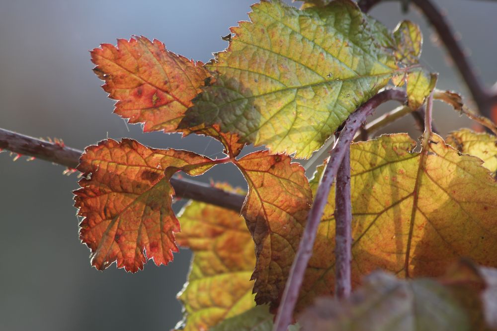 Brombeerblätter im Herbst