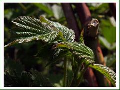 Brombeerblätter im Sonnenschein