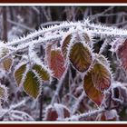 °°°° Brombeerblätter im Wintermantel °°°°